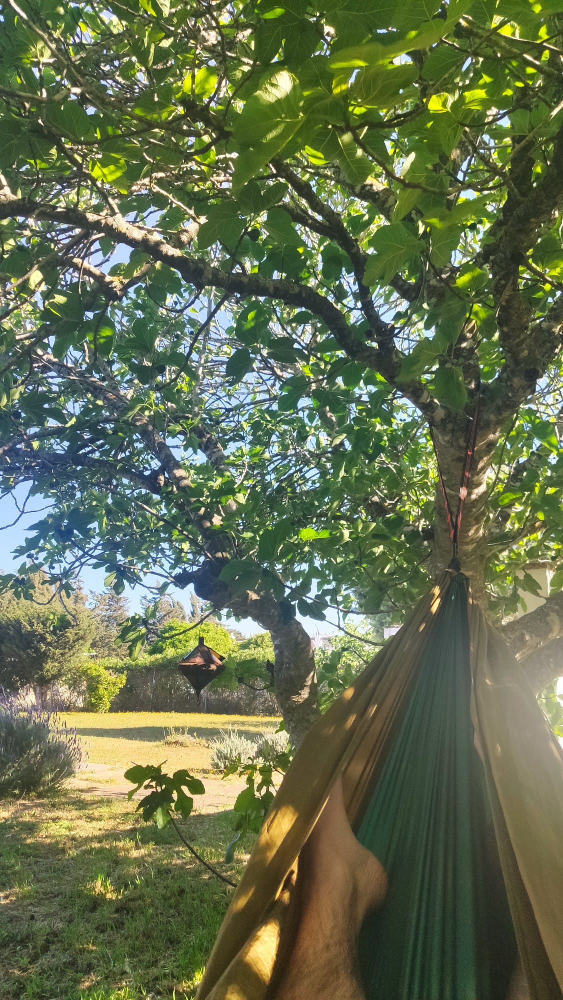 Hammock under a fig tree