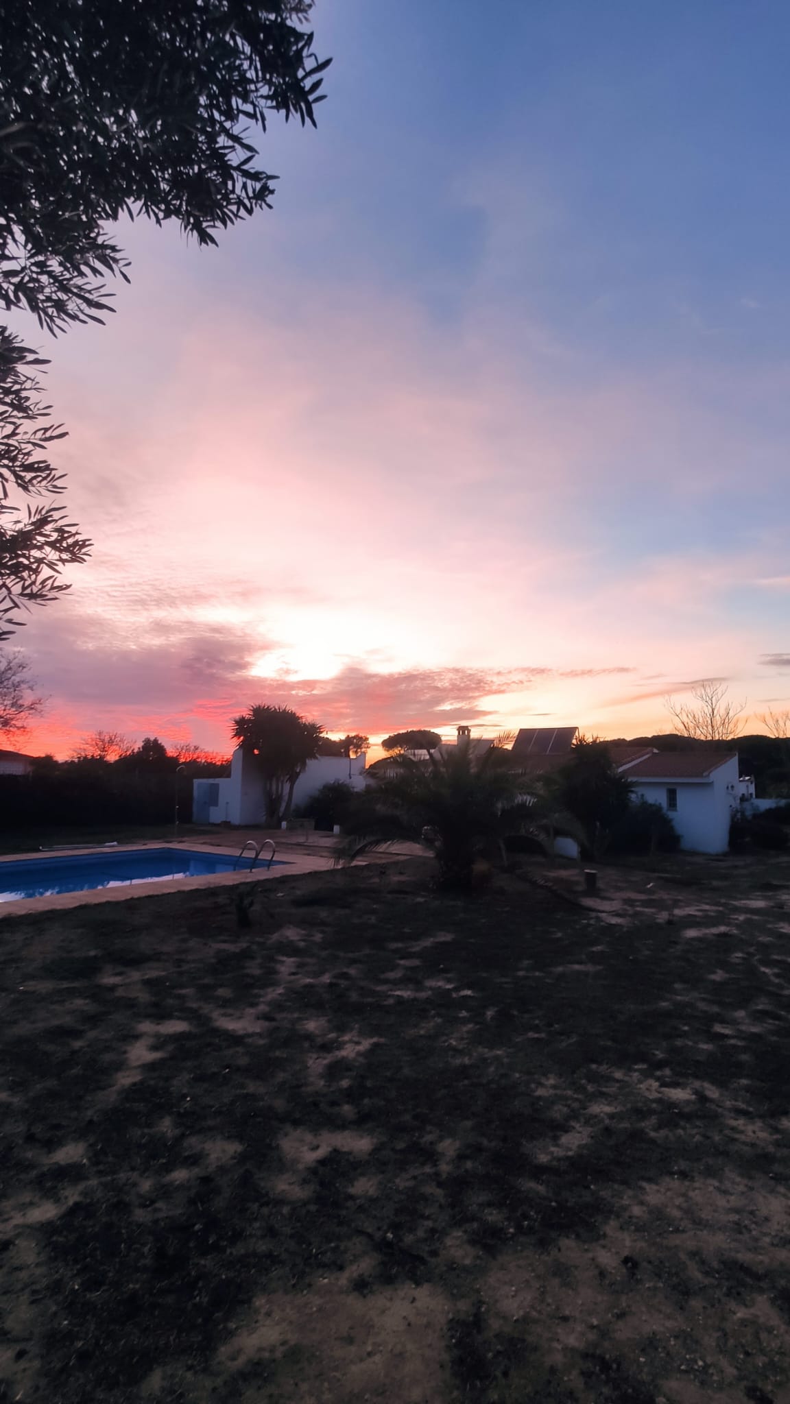 Sunset over the pool with olive branches